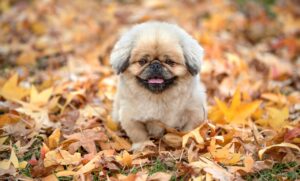 肌がパサパサの秋、効果的な対策は何？